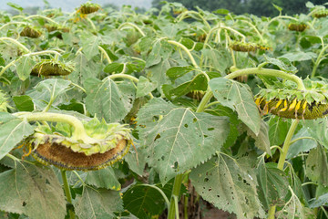 sunflower After bloom dying