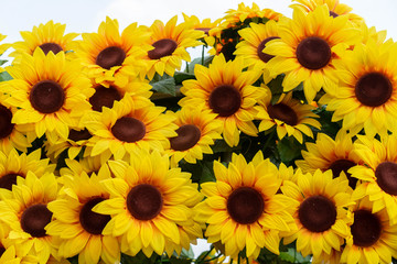 Fototapeta na wymiar Plastic flower sunflower