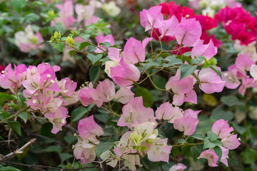 multicolored bougainvillea In the garden