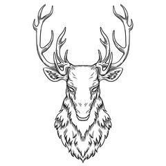 Deer head illustration, drawing, engraving, ink, line art