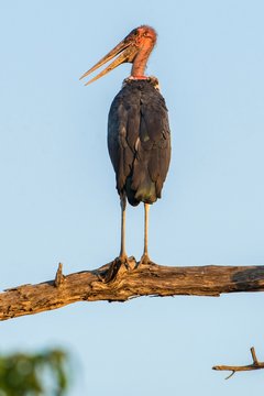 Marabou stork (Leptoptilos crumeniferus) is located at Ast, Chobe National Park, Chobe District, Botswana, Africa