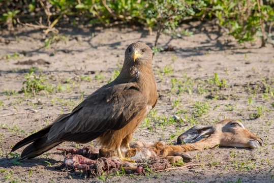 Black kite (Milvus migrans) on carcasses of a young Impala antelope (Aepyceros melampus), secures itself prey, Savuti, Chobe National Park, Chobe District, Botswana, Africa