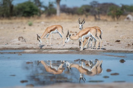 Springboks (Antidorcas marsupialis) at a waterhole, Nxai-Pan National Park, Ngamiland District, Botswana, Africa