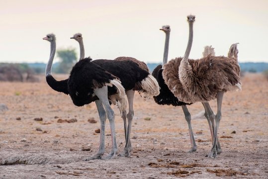 Ostriches (Struthio camelus), group with males and females, Nxai-Pan National Park, Ngamiland District, Botswana, Africa
