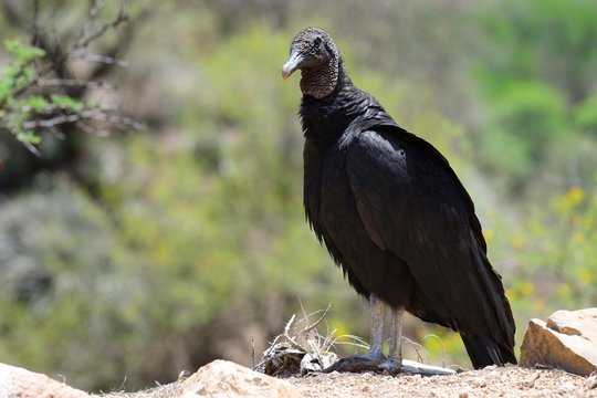Black Vulture (Coragyps atratus), at Londres, Catamarca, Argentina, South America