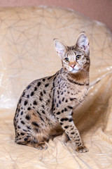 Obraz premium Savannah F1 (Hybrid of the Serval and a Savannah F2)
