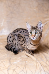 Savannah F1 (Hybrid of the Serval and a Savannah F2)
