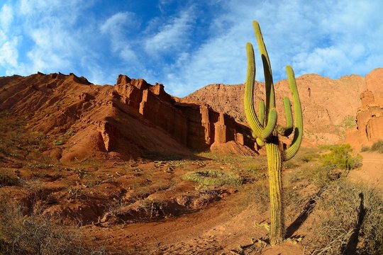 Cactus (Echinopsis atacamensis) in front of red rocks in canyon Quebrada de las Conchas, near Cafayate, province of Salta, Argentina, South America