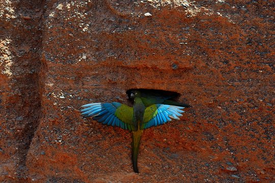 Burrowing Parrots (Cyanoliseus patagonus), couple, near the breeding burrow, Quebrada de las Conchas, near Cafayate, Province of Salta, Argentina, South America