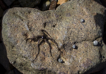 starfish on rock