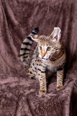 Savannah F1 (Hybrid of the Serval and a Savannah F2)
