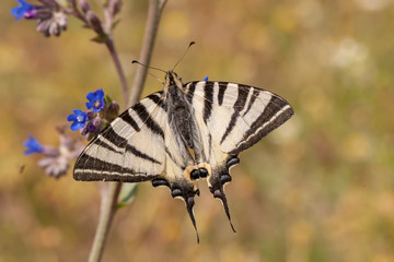 butterfly flower nature
