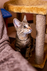 Savannah F1 (Hybrid of the Serval and a Savannah F2)