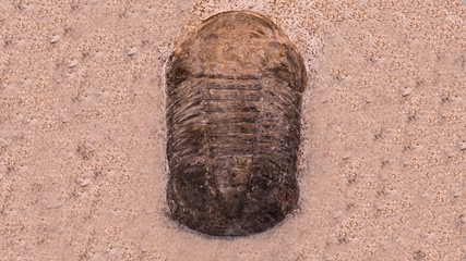 fossil trilobites imprinted in the sediment. 4 Billion Year old Trilobite © merlin74