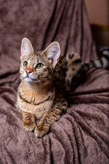 Savannah F1 (Hybrid of the Serval and a Savannah F2)