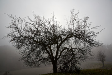gloomy winter sun bald isolated black tree