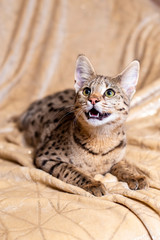 Savannah F1 (Hybrid of the Serval and a Savannah F2)