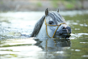 Gorgeous stallion swimming in river
