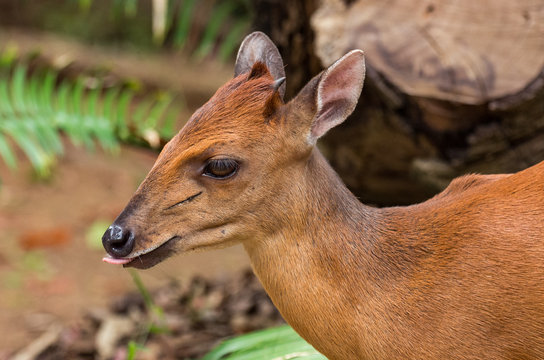 Portrait of Red forest duiker, face and neck