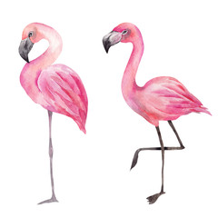 Watercolor illustration with pink flamingo