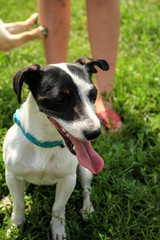 Small dog, black and white color.  Breed Jack Russell Terrier stuck out a big tongue