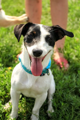 Small dog, black and white color.  Breed Jack Russell Terrier stuck out a big tongue