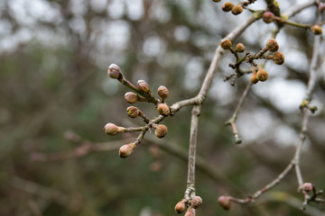 Cornelian Dogwood Flower Buds in Winter