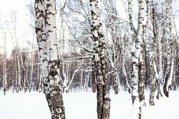 white birch trees in snow-covered forest