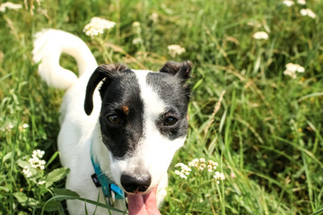 Small dog, black and white color.  Breed Jack Russell Terrier on a green meadow.