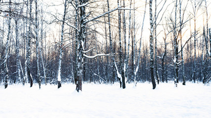 panoramic view of birch grove in snow-covered park