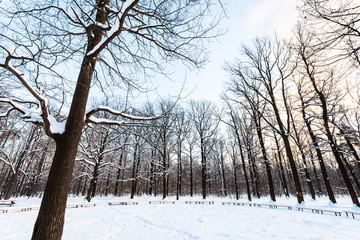 oak trees and benches around snow-covered meadow