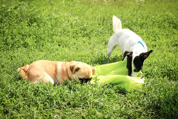 Small dogs, black and white color Jack Russell Terrier and red Petit Brabancon together play on a green meadow in the grass