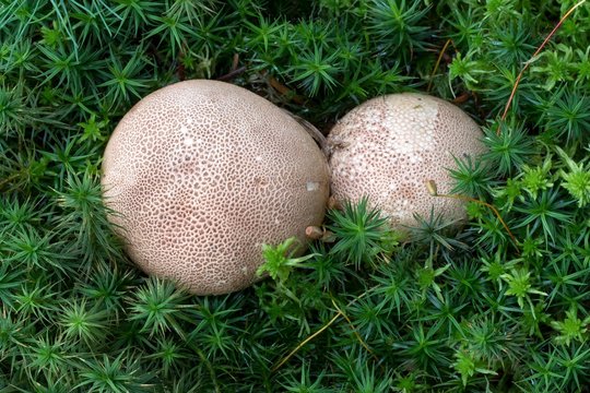 Earthball (Scleroderma) in moss, Burgenland, Austria, Europe
