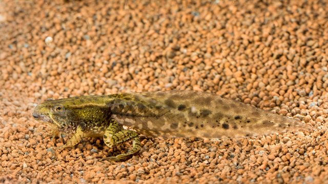Common spadefoot (Pelobates fuscus), larva, tadpole, Austria, Europe