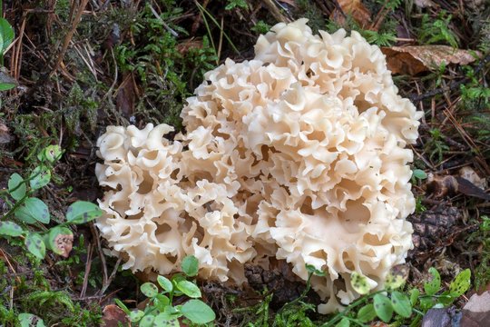 Wood Cauliflower fungus (Sparassis crispa), Burgenland, Austria, Europe
