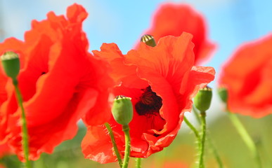 Obraz premium red tulips on background of blue sky