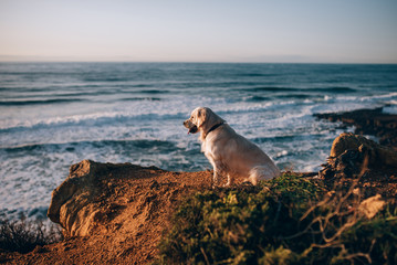 Fototapeta na wymiar The dog is sitting and looking at the ocean. Happy golden retriever watching the waves.