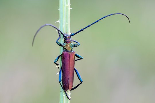 Musk beetle (Aromia moschata) at Halm, Burgenland, Austria, Europe