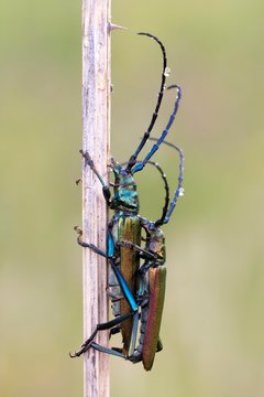 Musk beetle (Aromia moschata) an Halm, Paarung, Burgenland, Austria, Europe