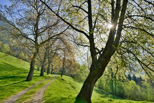 Nut tree alley in spring at Tratzberg Castle, Stans, Tyrol, Austria, Europe