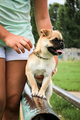 Small dogs, black and white color Breed Jack Russell Terrier and red Petit Brabancon playing with a girl