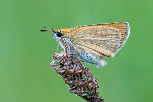Essex skipper (Thymelicus lineola) on blossom, Tyrol, Austria, Europe