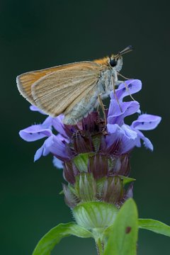 Essex skipper (Thymelicus lineola) on blossom, Tyrol, Austria, Europe
