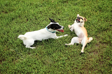 Naklejka na ściany i meble Small dogs, black and white color Jack Russell Terrier and red Petit Brabancon together play on a green meadow in the grass