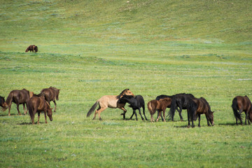 Cavalli nella prateria della Mongolia