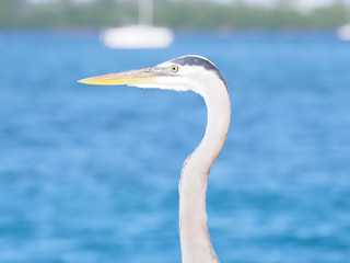 Portrait of Blue Heron with Sailboat in background