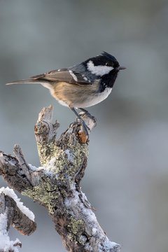 Coal tit (Parus ater) sits on branch, Tyrol, Austria, Europe