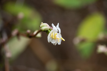 Fragrant Honeysuckle Flowers in Bloom in Winter