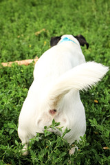 Small dog, black and white color.  Breed Jack Russell Terrier rear view, white tail.