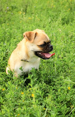 Fototapeta premium Little dog of red color, Proty Petit Brabancon looks to the side